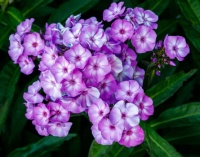 PRETTY IN PURPLE