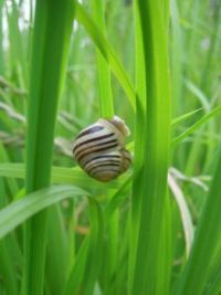 Snail I