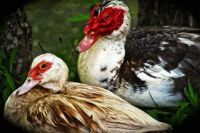 Karen's Ducks (easier)