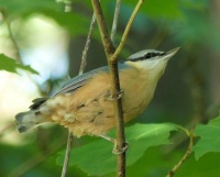 nuthatch (boomklever)