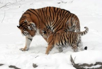 Tigers