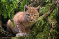 A lynx kitten