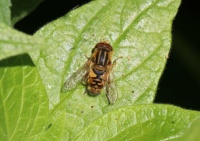 Hoverfly - Parhelophilus versicolor (Gewone fluweelzweefvlieg)