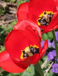 Red Tulips