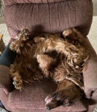 IKEA Irish Setter