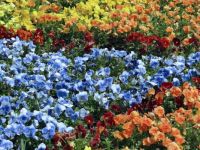 Sea of Pansies: Tough Puzzle!!!