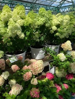 Hydrangea HeavenA89A3BFE-5091-4377-9F95-37876F84FE36