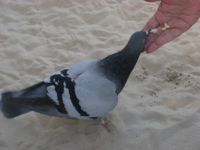 Feeding a pigeon
