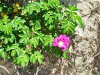 Beach Rose