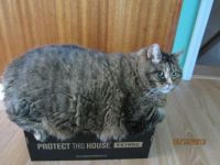 Puss the protecter (2)