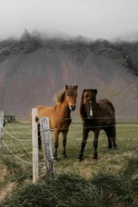 Pretty Ponys