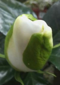 gardenia bud