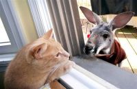 Larry the cat looks at boomerang the kangroo