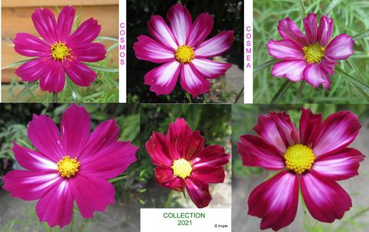 First Cosmos/Cosmea Collage 2021.