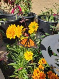 Butterfly02