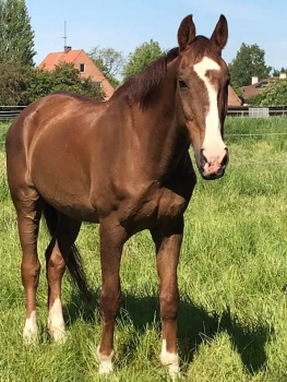 Solve paard jigsaw puzzle online with 63 pieces