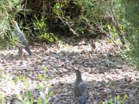 Quail Family (4 young ones)