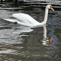 One Swan A-Swimming