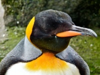 King Penguin