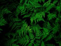 green ferns have fun