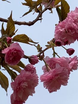 Cherry blossom in Georgia