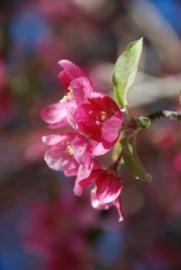 Apple Blossoms