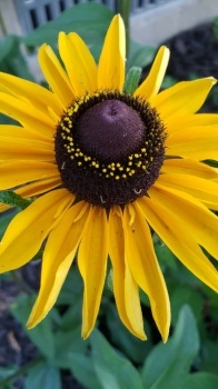 Black-eyed Susan