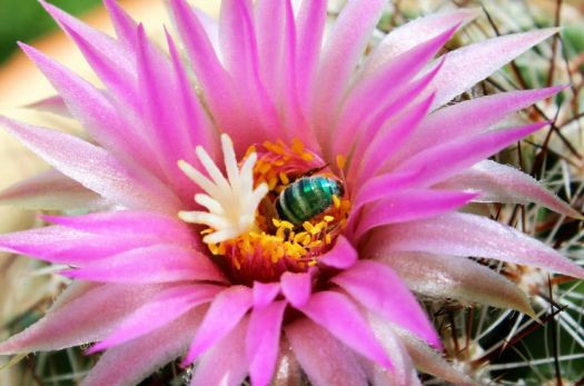 Sweat bee in barrel cactus bloom.