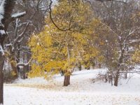 Winter comes to Chatham