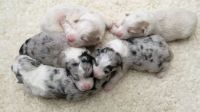 Five boys