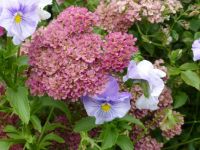 Dells flowers 2