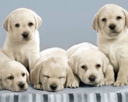 Labrador-Retriever-Puppies-Wallpapers