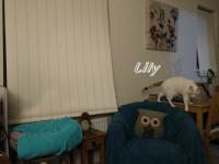 Lily 0288 - When all objects are your climbing frame