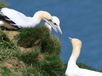 Bempton Cliffs, Yorkshire, UK