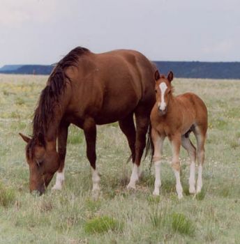 baby horse and his mother