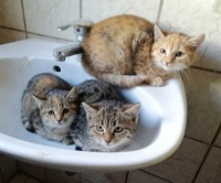 Neue Katzen - new cats
