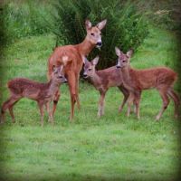 Deer Family
