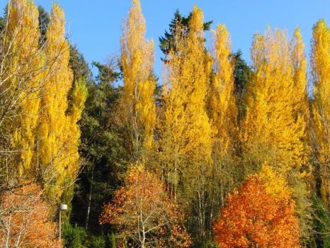 Autumn is so Beautiful