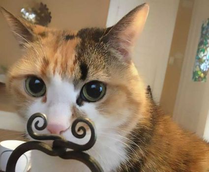Cat Mustache