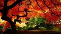 Autumn tree in colors