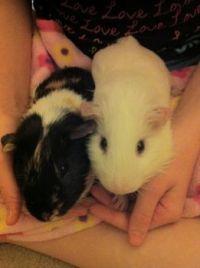 Snickers and Marshmallo