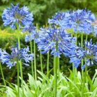Agapanthus