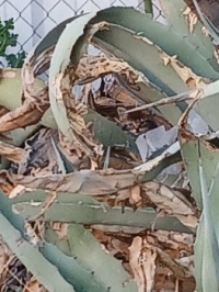 Found them, can you?