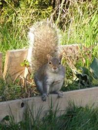 Spring Visitor - Squirrel