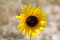 Roadside Sunflower