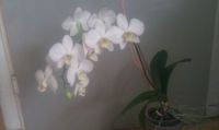 orchide'