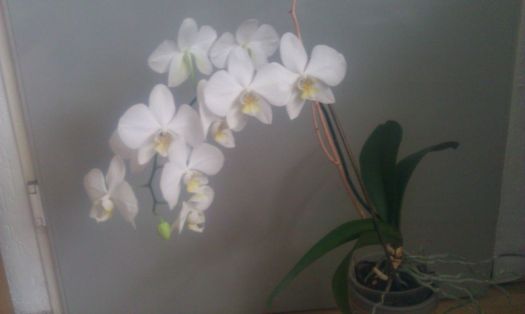 orchide'