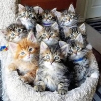 National Kitten Day (U.S.)