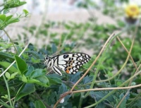 Butterfly in Basseterre, St. Kitts, March 2022