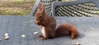 Squirrel playing a miniature harmonica?